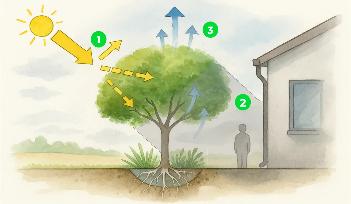 Schéma des trois pouvoirs rafraîchissants de l'arbre : réflexion du rayonnement, ombre portée et évapotranspiration.