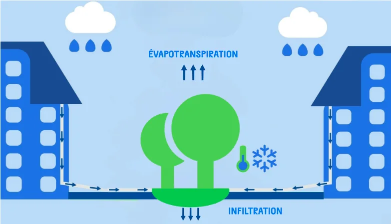 Schéma : des arbres à canopée large sont plantés dans la noue, alimentés par l'eau de pluie infiltrée.
